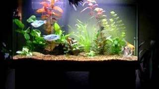 My peaceful community aquarium 2 [upl. by Alverson]