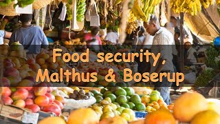 Food security Malthus and Boserup [upl. by Martens]