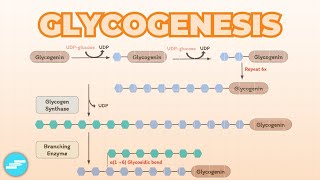 Glycogenesis Glycogen Synthesis  Metabolism [upl. by Velvet538]