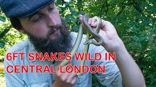 Huge Snakes Loose in London BRITISH ALIENS NATURE SERIES [upl. by Libb]