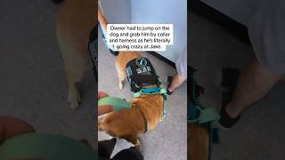 Untrained dog goes nuts over my service dog servicedog dog youtubeshorts shorts dogtraining [upl. by Nesrac]