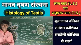 वृषण की संरचना लम्ब काट एवं अनुप्रस्थ काट। Histology of testis LS and TS of testis [upl. by Claudius]