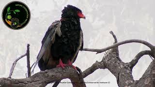 Bateleur Eagle [upl. by Secnirp555]