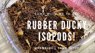 Come with me to get Rubber Ducky Isopods  Unboxing  Tank Setup [upl. by Herminia]