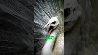 White as Snow Magnificent as a King  White Peacock [upl. by Arraic]