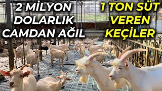 1000 BAŞLIK SAANEN KEÇİ İŞLETMESİ  YILDA 1 KEÇİDEN 1 TON SÜT ALIYOR [upl. by Hilliary]