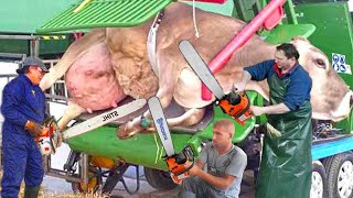 Cow HOOF TRIMMING and Mega Machines Farming 2024  COW COMFORT  COW HOOF PROBLEMS  DAIRY COWS [upl. by Kcerred]