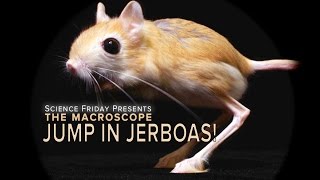 Jump In Jerboas [upl. by Merell]