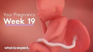 19 Weeks Pregnant  What to Expect [upl. by Ybok116]