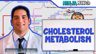 Metabolism  Cholesterol Metabolism [upl. by Matlick83]