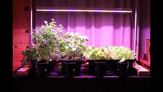 My Thoughts on the Happy Leaf LED Grow LIght [upl. by Naivaj510]