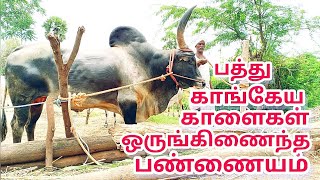 பத்து காங்கேய காளை மாடு வைத்துதிருக்கும் விவசாயிkangayam bull amp cow framer [upl. by Aisenet]