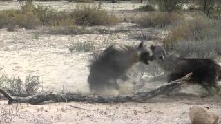 Brown Hyena territorial fight [upl. by Rafferty]