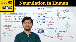 Neurulation in Human Embryos Essential Insights for Class 12 Biology [upl. by Notanhoj]