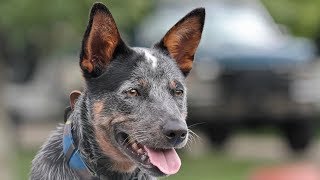 How to teach dogs to get in the Truck Boat and ATV [upl. by Ahseral]