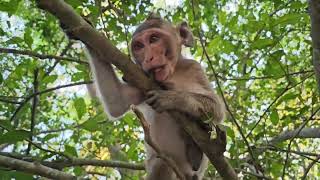 monkey wale cartoon video [upl. by Germaun]