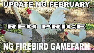 FEBRUARY UPDATE SA FIREBIRD GAMEFARM MGA PURE WHITE KELSO MGA CLASS A AT CLASS AB AT MGA CROSSES [upl. by Jarvey]