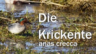 Krickente Ruf Erpel und Ente  anas crecca [upl. by Daggett]