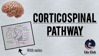 Corticospinal Tract  Pyramidal tract  Detailed Explanation with PG Questions [upl. by Anneres242]