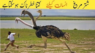 The worlds most amazing Ostrich bird  Ostrich Documentary [upl. by Liemaj]