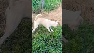 Dog finding mouse in grass [upl. by Edi]