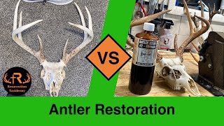 ANTLER RESTORATION 101 resurrectiontaxidermy antlers bucks hunting deerhunting taxidermy [upl. by Morril928]