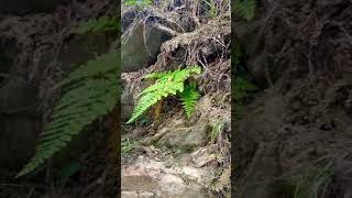 Dryopteris commonly called the wood ferns [upl. by Saba]