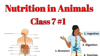 Nutrition in Animals class 7IngestionDigestionAbsorptionAssimilation EgestionModes ofnutrition [upl. by Rabin]