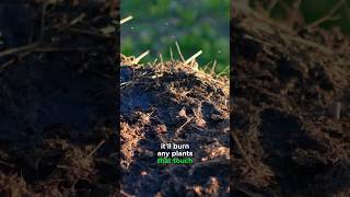 Compost or Manure Which is Better for Mulching [upl. by Hopkins]