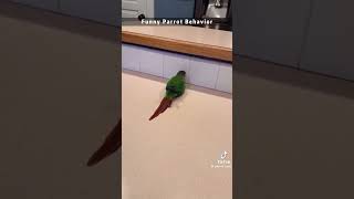 Funny parrot pt9 like and sub for pt10 funny porrot funnymoment stupids funniest giggles [upl. by Hadwyn]