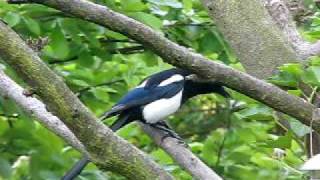 Magpie warning call  my cat willow   British Birds UK  wildlife videos [upl. by Andersen]