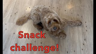 Labradoodle vs Snack Challenge [upl. by Ertnom]