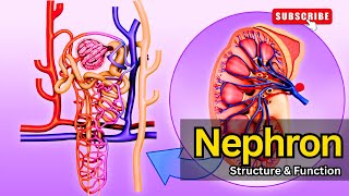 Nephron Structure amp Function EXPLAINED  Nephron structure  Nephron function Nephron class 12 [upl. by Hervey438]