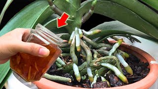 The Most Powerful Organic Fertilizer Healthy Roots And Uncontrollable Orchid Blooms [upl. by Ewald]