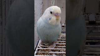 Cute Budgie Voice 😍❤️ [upl. by Kary]