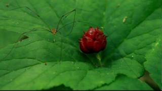 Harvestman stands on goldenseal in Delaware County Ohio USA July 17 2009 [upl. by Faustus497]