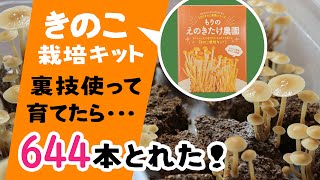 きのこ栽培キット 大量に収穫できる裏技教えます [upl. by Skilken]