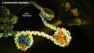 Epigenetics Tutorial [upl. by Anul]