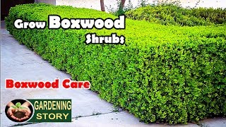 How To Grow Boxwood Shrubs  Boxwood Care [upl. by Ahsienek5]