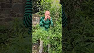 Lemon Verbena aloysia citrodora herbs ediblegarden adventure permaculture gardening explore [upl. by Janicki586]