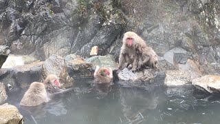 Soaking in Serenity  Snow Monkey Park Jidokudani Yaen Koen  Nagano Japan  日本長野地獄谷野猿公苑 [upl. by Eladnyl]