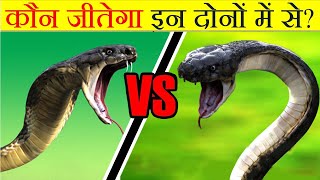 कौन जीतेगा KING COBRA VS ANACONDA  Snake Fight [upl. by Akcirahs40]