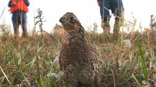 Attracting Quail [upl. by Ahsikahs]