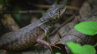 The Daintree Rainforest The World’s Oldest Tropical Rainforest [upl. by Ewall]