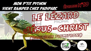 Le LÉZARD JÉSUS  CHRIST BASILISCUS PLUMIFRONS [upl. by Jeni]