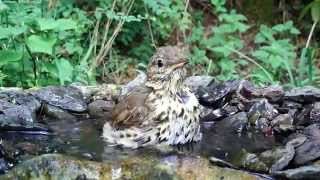 Singdrossel badet Eifel  Dohr 2282015 [upl. by Phyllida]