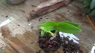 Remove a Dendrobium Keiki and Pot it up  Step by Step Instructions [upl. by Lemcke]