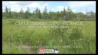 Carex Sedge Identification with Dr Anton Reznicek [upl. by Konstantine]