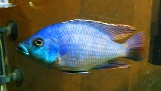 Placidochromis milomo VC 10 amazing colors [upl. by Gwenni]