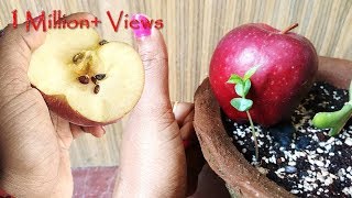 Grow Apple tree at home सेव का पौधा घर पे भी ऊगा सकते हैं English Subtitle [upl. by Hurlee]